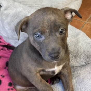 Pit Bull Terrier and Chihuahua Dogs Available for Adoption - Brouni | PetCurious