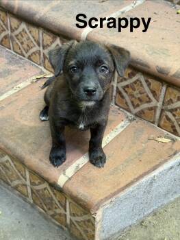 Miniature Poodle and Chihuahua Dogs Available for Adoption in Los Angeles, California - Gordon | PetCurious
