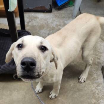 Rescue Shepherd and Mixed Breed Dogs for Adoption in Lockhart, Texas - August | PetCurious