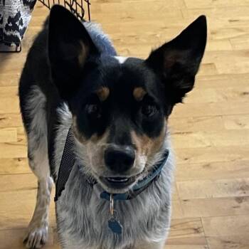 Australian Cattle Dog Blue Heeler and Mixed Breed Dogs Available for Adoption - Wiggles | PetCurious