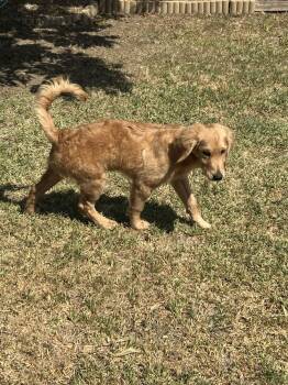 Clark -  Standard Poodle and Golden Retriever Dog for Adoption in Fort Worth, Texas - Clark | PetCurious