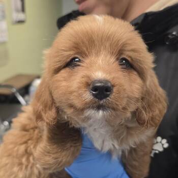 Chihuahua Dogs Available for Adoption - Mopsy | PetCurious