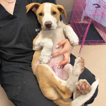 Luffy -  Mixed Breed Dog for Adoption in Pine Bluff, Arkansas - Luffy | PetCurious
