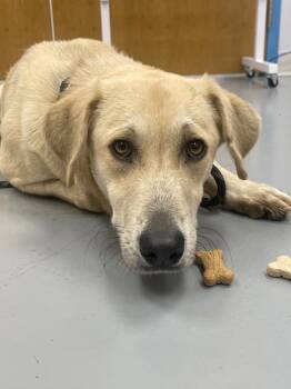 Rescue Labrador Retriever and Shepherd Dogs for Adoption in Hartsville, South Carolina - Sunni | PetCurious