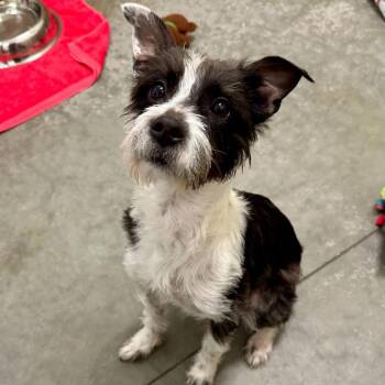 Heidi -  Mixed Breed Dog for Adoption in Matteson, Illinois - Heidi | PetCurious