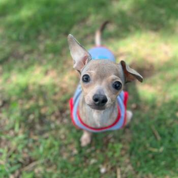 Chihuahua Dogs Available for Adoption in Portland, Oregon - Rufus | PetCurious