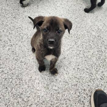 Reebok -  Husky and Mixed Breed Dog for Adoption in Clavet, Saskatchewan - Reebok | PetCurious