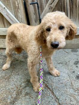 Rescue Poodle Dogs for Adoption in Richmond, Virginia - EAST | PetCurious