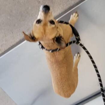 110096 -  Mixed Breed Dog for Adoption in Las Cruces, New Mexico - 110096 | PetCurious