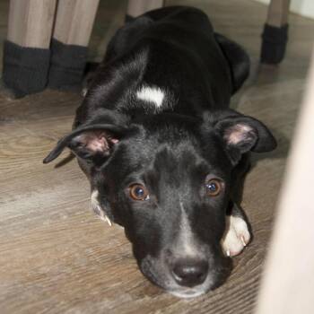 Labrador Retriever and Mixed Breed Dogs Available for Adoption in Valparaiso, Indiana - Luna | PetCurious