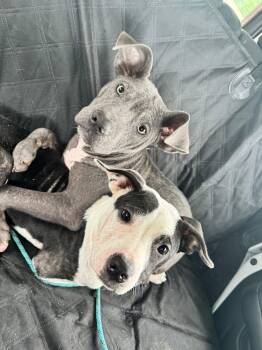 Pit Bull Terrier Dogs Available for Adoption in Germantown, Ohio - Posy | PetCurious