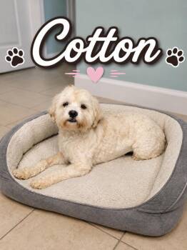 Cotton -  Shih Poo Dog for Adoption in Cochran, Georgia - Cotton | PetCurious