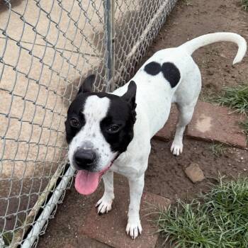 Bone -  Pit Bull Terrier Dog for Adoption - Bone | PetCurious
