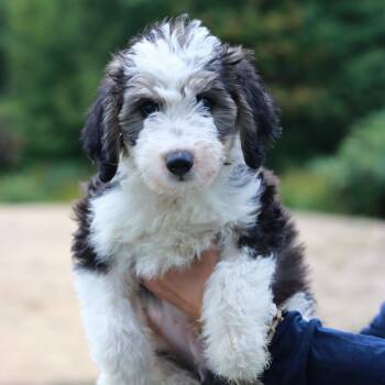 CT Mickey avail Sep 26 (Cropley