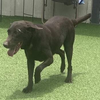 Glory 8378 -  Labrador Retriever Dog for Adoption in Loxahatchee Groves, Florida - Glory 8378 | PetCurious