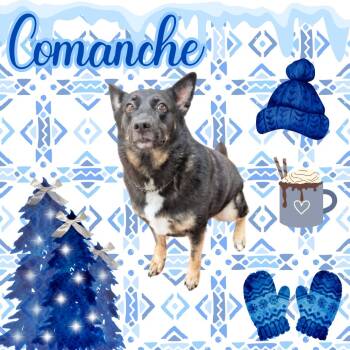 Comanche -  German Shepherd Dog Dog for Adoption in Watauga, Texas - Comanche | PetCurious