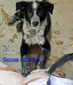 Goose -  Australian Cattle Dog Blue Heeler Dog for Adoption in Salamanca, New York - Goose | PetCurious