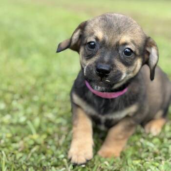 LEONA -  Corgi Dog for Adoption in West Palm Beach, Florida - LEONA | PetCurious