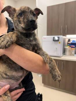 BENNET -  Hound and Husky Dog for Adoption in Baytown, Texas - BENNET | PetCurious