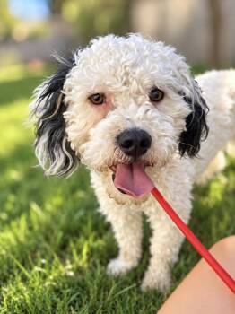 Bob -  Miniature Poodle and Shih Poo Dog for Adoption in Newport Beach, California - Bob | PetCurious