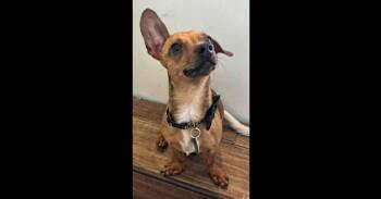 KOBE -  Dachshund and Chihuahua Dog for Adoption in Pomona, California - KOBE | PetCurious