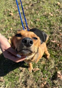 Rescue Mixed Breed Dogs for Adoption in Conway, South Carolina - Meet Meadow — Former Teen Mom, Current Best Friend Material! | PetCurious