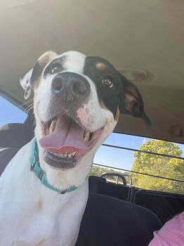 Rescue Pit Bull Terrier Dogs for Adoption in Germantown, Ohio - Stewart | PetCurious