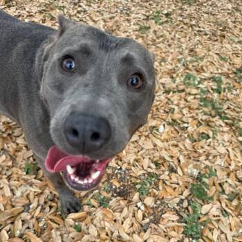 American Staffordshire Terrier Dogs Available for Adoption in Corpus Christi, Texas - Omaha | PetCurious
