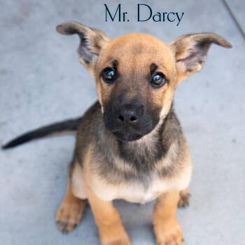 Mr. Dracy -  Shepherd and Mixed Breed Dog for Adoption in Parkersburg, West Virginia - Mr. Dracy | PetCurious