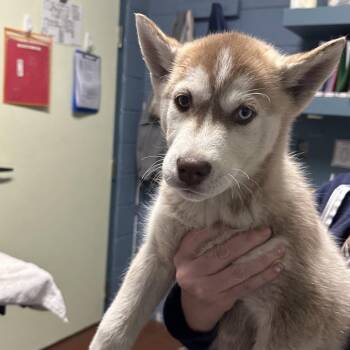 Husky Dogs Available for Adoption in Providence, Rhode Island - Sunny Side Up | PetCurious