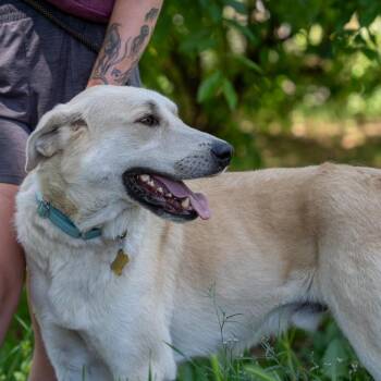 STANLEY -  Great Pyrenees and Yellow Labrador Retriever Dog for Adoption in Richmond, California - STANLEY | PetCurious
