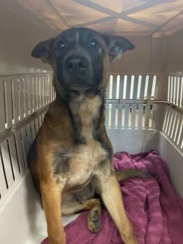 Hawking -  Belgian Shepherd Malinois and Mixed Breed Dog for Adoption in Chico, California - Hawking | PetCurious
