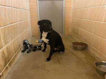 Rescue American Staffordshire Terrier and Labrador Retriever Dogs for Adoption in New Braunfels, Texas - Fischer | PetCurious