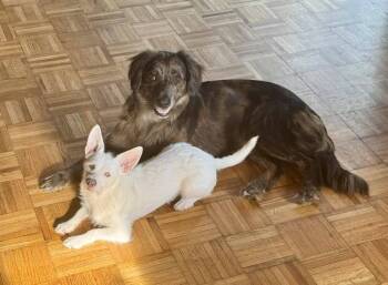 Australian Shepherd and Dachshund Dogs Available for Adoption in Lansing, Michigan - Apple Jacks (26-070 D) | PetCurious