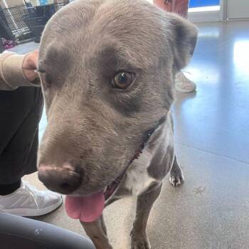 Kenny -  American Staffordshire Terrier Dog for Adoption in Kingman, Arizona - Kenny | PetCurious