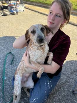 Sadie -  Cattle Dog Dog for Adoption in Alamo, Tennessee - Sadie | PetCurious