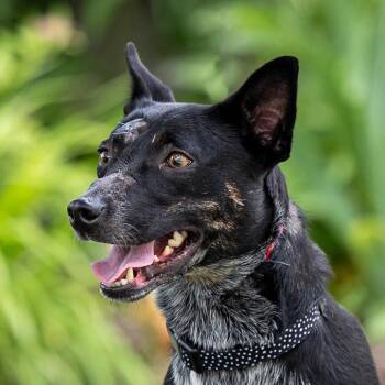 Australian Cattle Dog Blue Heeler Dogs Available for Adoption in Council Bluffs, Iowa - Kim | PetCurious