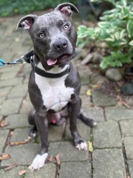 Mickey -  Mixed Breed Dog for Adoption in Cincinnati, Ohio - Mickey | PetCurious