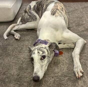 Rescue Greyhound Dogs for Adoption in Coon Rapids, Minnesota - Tara | PetCurious