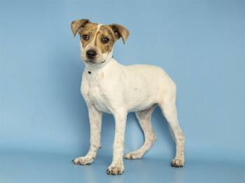 Australian Cattle Dog Blue Heeler Dogs Available for Adoption in Phoenix, Arizona - VEGA | PetCurious