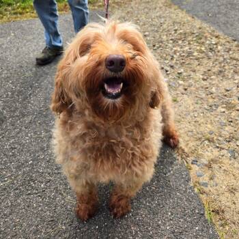 CT Kimmie avail Oct 24 (Scarecrow Festival- Somer, CT) -  Goldendoodle Dog for Adoption in Stormville, New York - CT Kimmie Avail Oct 24 (Scarecrow Festival- Somer, CT) | PetCurious