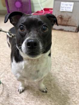 Toby -  Pug and Mixed Breed Dog for Adoption in Warren, Pennsylvania - Toby | PetCurious