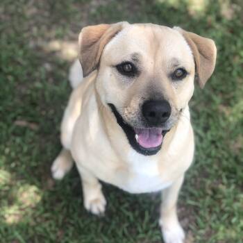 Rescue Labrador Retriever Dogs for Adoption in Magnolia Springs, Alabama - Zara | PetCurious
