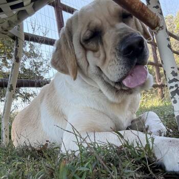 Aspen - Missouri (OT26-49) -  Yellow Labrador Retriever and Mixed Breed Dog for Adoption in Peyton, Colorado - Aspen - Missouri (OT26-49) | PetCurious