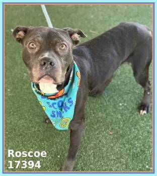 Roscoe(852) -  Pit Bull Terrier Dog for Adoption in Marietta, Georgia - Roscoe(852) | PetCurious