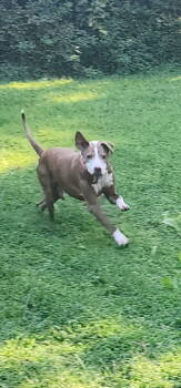 Rescue American Staffordshire Terrier Dogs for Adoption in Calhoun, Georgia - Jake | PetCurious