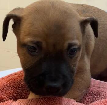 Pit Bull Terrier Dogs Available for Adoption in Elizabethton, Tennessee - ROCCO | PetCurious