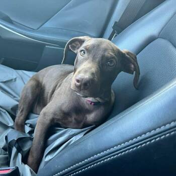 Doberman Pinscher Dogs Available for Adoption in Humble, Texas - Biscotti | PetCurious