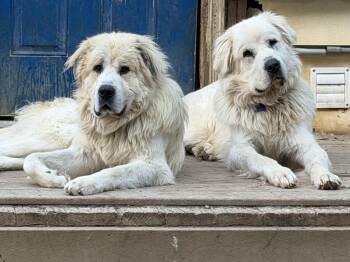 Yuki and Koga - Dynamic Duo -  Great Pyrenees and Newfoundland Dog Dog for Adoption in Andover, Massachusetts - Yuki And Koga - Dynamic Duo | PetCurious