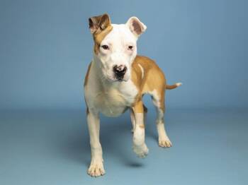 FLINT -  Pit Bull Terrier Dog for Adoption in Phoenix, Arizona - FLINT | PetCurious